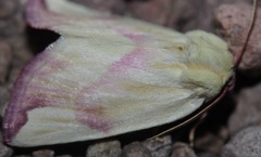 Thurberiphaga diffusa