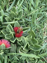 Apis mellifera