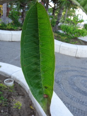 Plumeria rubra