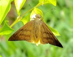Telegonus anausis