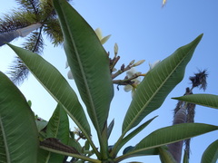 Plumeria rubra