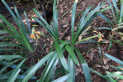Clivia gardenii