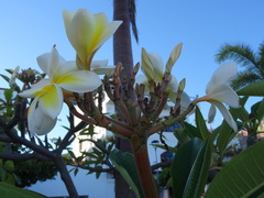 Plumeria rubra