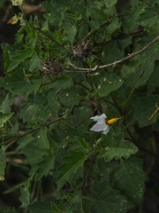 Solanum tweedianum