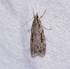 Scoparia ochrophara