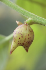 Amphibolips acuminata