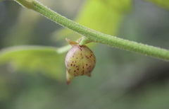 Amphibolips acuminata