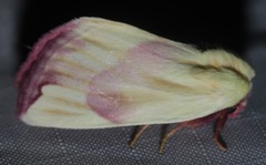 Thurberiphaga diffusa