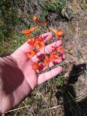 Delphinium nudicaule
