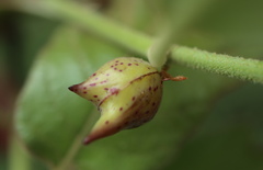 Amphibolips acuminata