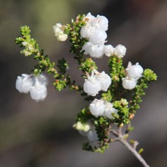 Erica formosa