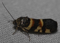 Spragueia funeralis