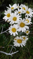 Senecio smithii