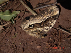 Caligo beltrao