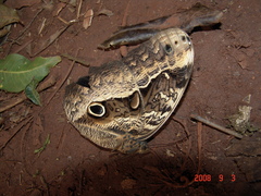 Caligo beltrao
