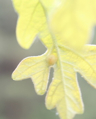 Andricus quercusutriculus