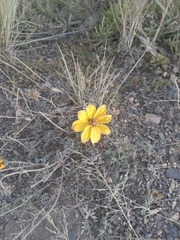 Asteraceae