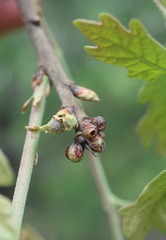 Neuroterus vesicula