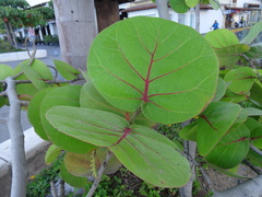 Coccoloba uvifera