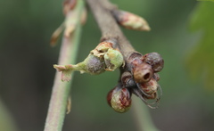 Andricus quercusutriculus