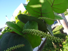 Coccoloba uvifera