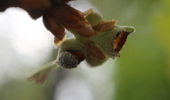 Andricus quercusutriculus