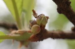 Andricus quercusutriculus