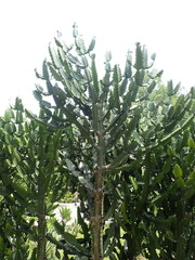 Euphorbia antiquorum