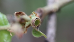 Andricus quercusutriculus