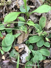 Micranthes virginiensis