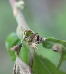 Andricus quercusutriculus