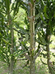 Euphorbia antiquorum