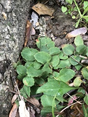 Micranthes virginiensis