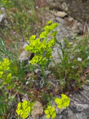 Euphorbia taurinensis