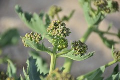 Crambe maritima