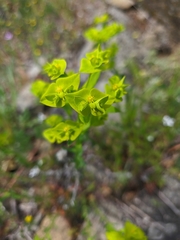 Euphorbia taurinensis