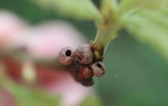 Neuroterus vesicula