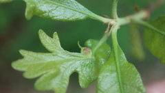 Andricus quercusutriculus