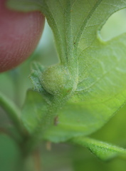 Andricus quercusutriculus