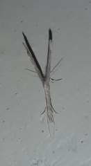 Pterophoridae