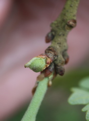 Andricus quercusutriculus