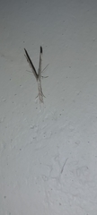 Pterophoridae