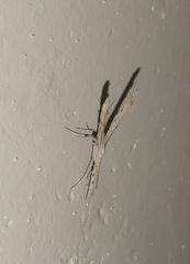 Pterophoridae