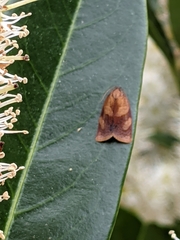 Clepsis consimilana