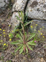 Picris pauciflora