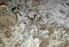 Pavocosa