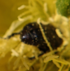 Euphoria sepulcralis