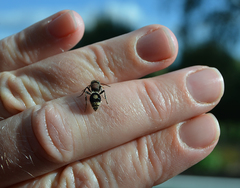 Sigilla dorsata
