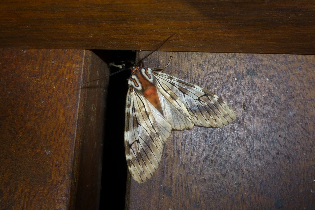 Praeamastus minerva