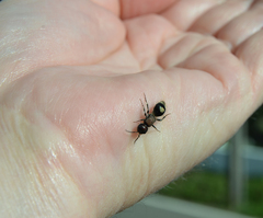 Sigilla dorsata